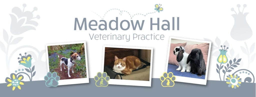 Pets at Meadow Hall Vets