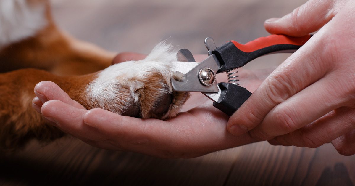 How to Cut Dogs Nails at home - Meadow Hall Vets