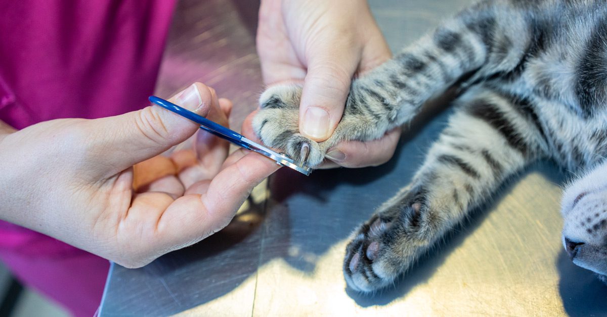 Top Tips! How to Trim Cats Claws on Senior Cats | Meadow Hall Vets