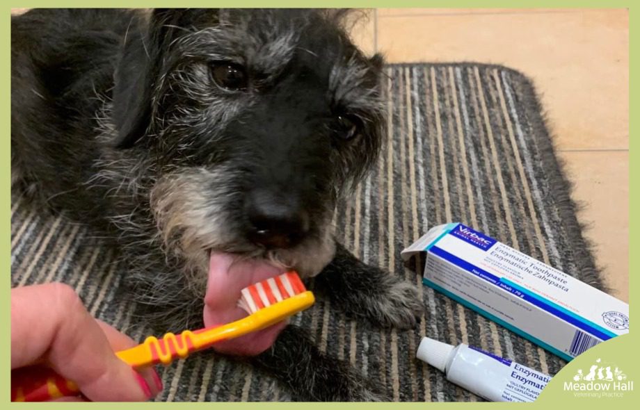 benjis-blog-how-to-brush-your-pets-teeth