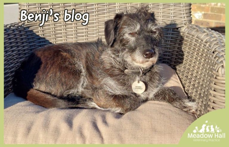 Benji's-Blog-Staying-Safe-In-the-fields-this-spring