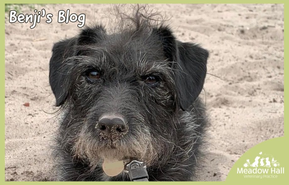 Benji's-Blog-4-reasons-why-a-sniff-walk-is-good-for-you?