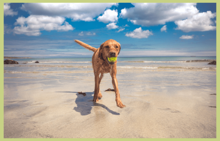 a-safe-day-at-the-beach-with-your-dog